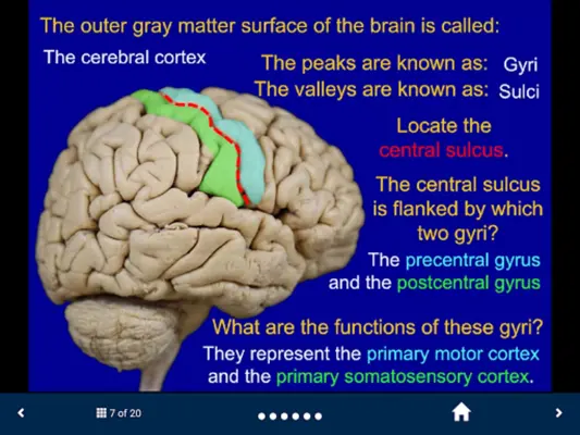 Neuroanatomy - SecondLook android App screenshot 3